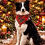 dog, border_collie, bandana, plaid, christmas_lights, candles, snow, winter, festive, holiday, outdoor, pet, black_and_white_fur, sitting, pathway, lantern, decorations, red_berries, nature, portrait