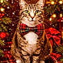 cat, tabby_cat, bow_tie, plaid, christmas, holiday, festive, snow, lights, greenery, decorations, blanket, cozy, indoor, portrait, pet, animal, cute, seasonal, warm