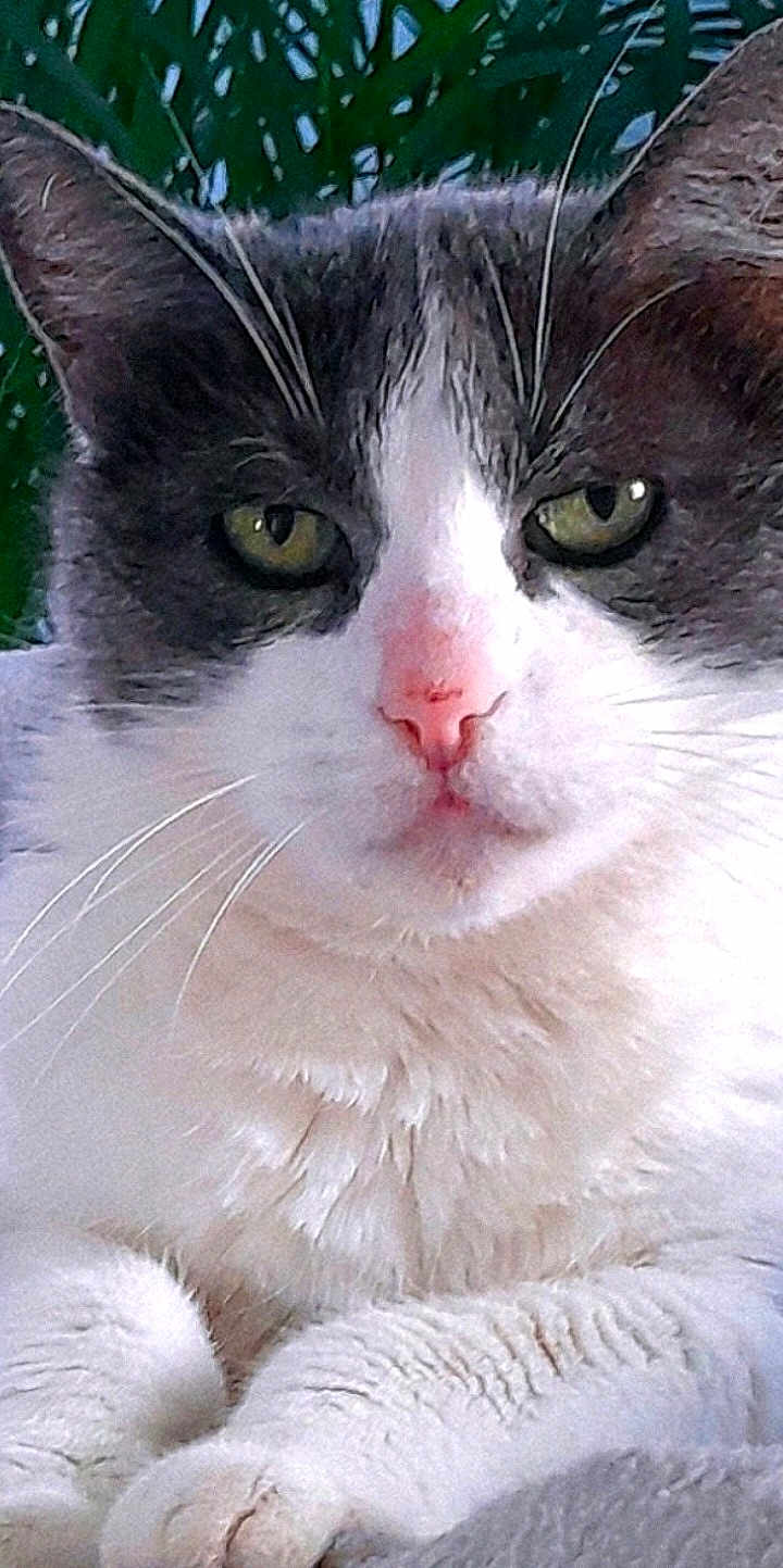 Leeloo a rejoint le concours — aidez-le/la à gagner de superbes lots ! cat, close_up, green_eyes, pink_nose, white_fur, gray_fur, whiskers, paws, animal, pet, outdoor, leafy_background, feline, cute, portrait, fur_texture, nature, relaxed, alert, soft_light