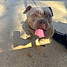 Blanca is registered to the contest to win money with this photo: bulldog, chain_link_fence, close_up, collar, concrete, dog, eyes, happy, leash, outdoor, panting, pavement, pet, pitbull, playful, shadow, shoe, sitting, sunny, tongue_out