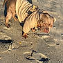 animal, beach, brown, canine, closeup, clothing, curious, daylight, dog, hoodie, nature, outdoor, pet, sand, shadow, small_dog, sunlight, texture, walking, wearing
