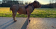 Blanca joined the competition — help win amazing prizes! bokeh, brown_coat, bulldog, canine, dog, evening, grass, harness, leash, nature, outdoors, park, pavement, pet, shadow, side_profile, silhouette, standing, sunset, walking