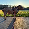 bokeh, brown_coat, bulldog, canine, dog, evening, grass, harness, leash, nature, outdoors, park, pavement, pet, shadow, side_profile, silhouette, standing, sunset, walking