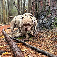 Blanca is registered to the contest to win money with this photo: autumn, bark, bulldog, collar, dog, forest, ground, harness, hoodie, leaves, moss, outdoors, paws, pet, pine_needles, shallow_depth_of_field, stick, trail, tree, tree_trunk