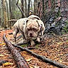 autumn, bark, bulldog, collar, dog, forest, ground, harness, hoodie, leaves, moss, outdoors, paws, pet, pine_needles, shallow_depth_of_field, stick, trail, tree, tree_trunk