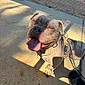 Blanca is registered to the contest to win money with this photo: bulldog, chainlink_fence, closeup, collar, concrete, dog, happy, harness, leash, muzzle, outdoor, owner_shoe, pavement, paws, pet, shadow, sitting, squinting, sunny, tongue_out