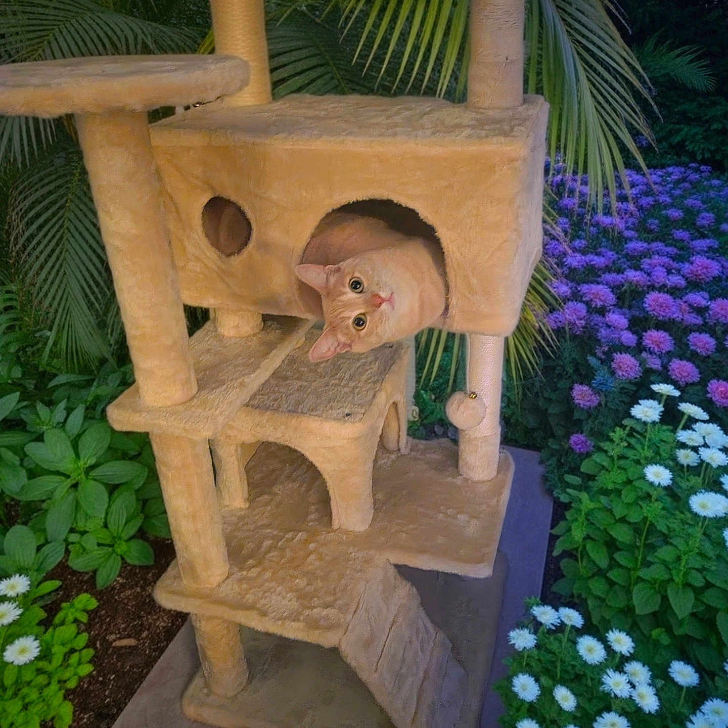 Rusty is registered to the contest to win money with this photo: animal, cat, cat_tree, curious, cute, feline, flowers, garden, greenery, nature, orange_cat, outdoor, pet, plants, playful, purple_flowers, relaxing, twilight, white_flowers, wooden_floor