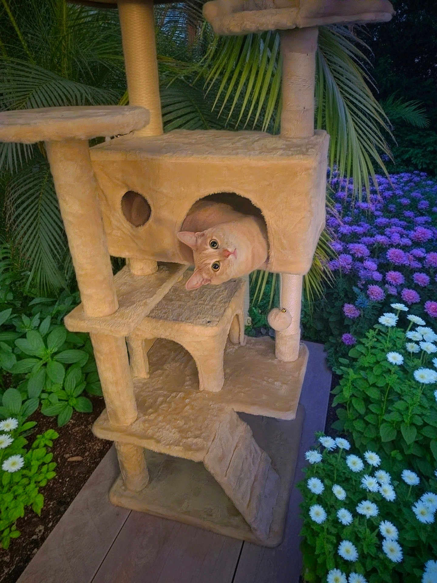 Rusty is registered to the contest to win money with this photo: animal, cat, cat_tree, curious, cute, feline, flowers, garden, greenery, nature, orange_cat, outdoor, pet, plants, playful, purple_flowers, relaxing, twilight, white_flowers, wooden_floor