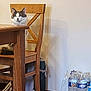 cat, chair, wooden_furniture, table, indoor, carpet, water_bottles, pet, feline, curious, domestic_animal, cozy, home, furniture, sitting, looking, brown, white, quiet, relaxed