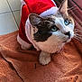 cat, pet, santa_outfit, red_clothing, white_fur, gray_fur, blue_eyes, towel, indoor, tile_floor, glass_door, sunlight, curious, cute, animal, holiday, festive, domestic_cat, whiskers, ears