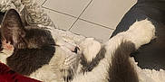 Panpan participe au concours pour gagner de l'argent avec cette photo : cat, sleeping, blanket, cozy, indoor, couch, fur, resting, tile_floor, shoes, home, relaxation, comfort, paw, feline, nap, warm, soft, domestic, quiet