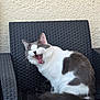 cat, yawning, feline, pet, animal, white, gray, fur, sitting, chair, woven_chair, outdoor, texture, mouth_open, whiskers, ears, tail, relaxed, daylight, domestic_animal