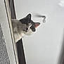 cat, curious, indoor, balcony, ledges, peeking, white_wall, light_bulb, ceiling, pet, feline, animal, whiskers, ears, fur, portrait, looking_down, close_up, domestic_cat, house