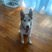 Apollo joined the competition — help win amazing prizes! dog, husky, blue_eyes, tongue_out, wooden_floor, indoor, pet, canine, animal, sitting, looking_up, ears_up, light, curtains, home, flooring, fur, portrait, domestic_animal, happy