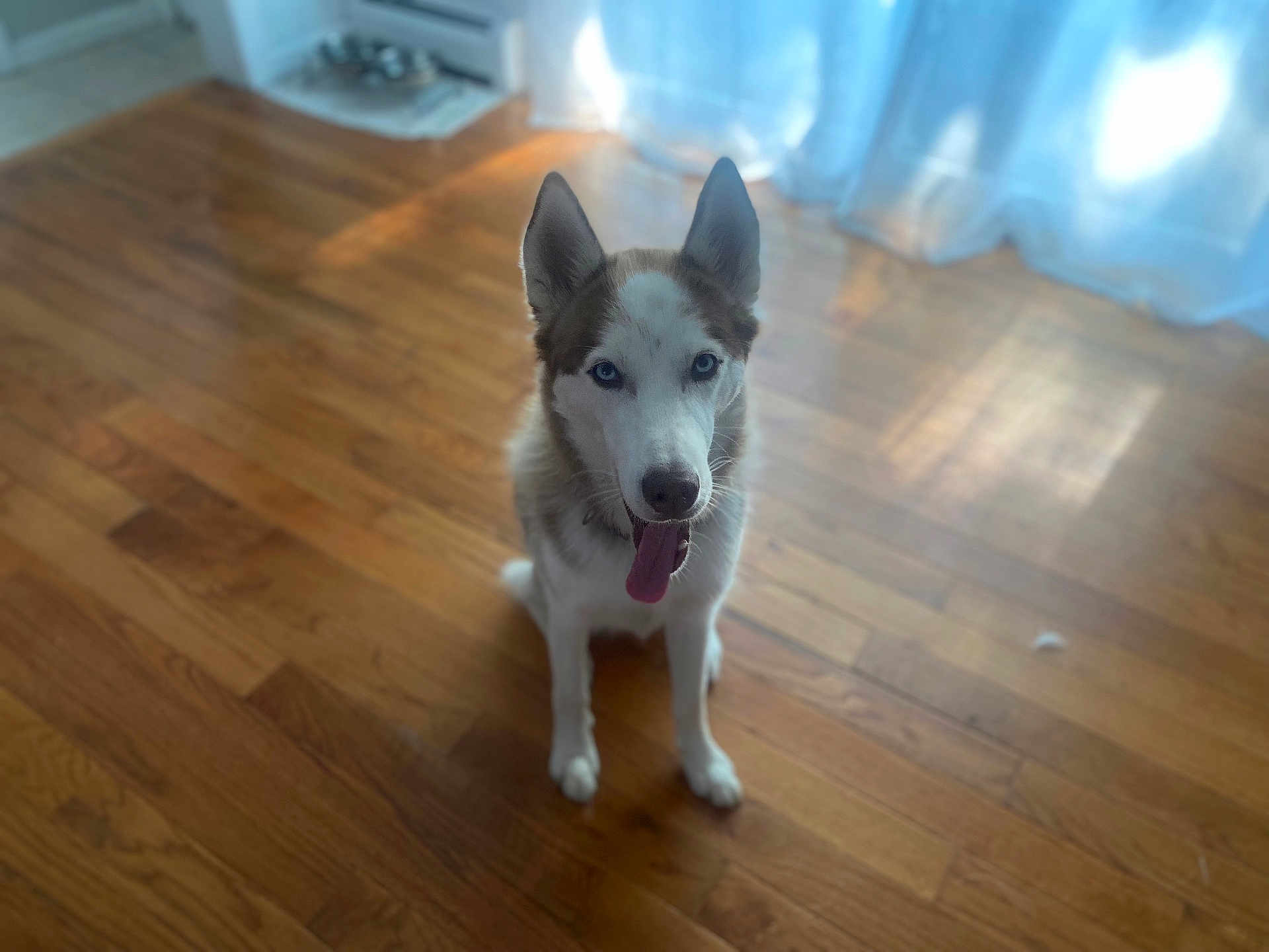 Apollo