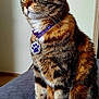 Dinora Wigglesberry is registered to the contest to win money with this photo: cat, tabby, pet, collar, indoor, feline, animal, quilted_blanket, purple, tag, sitting, fur, whiskers, ears, paws, closeup, domestic_cat, portrait, household, calm