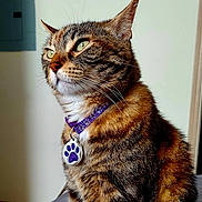 Dinora Wigglesberry joined the competition — help win amazing prizes! cat, tabby, pet, collar, indoor, feline, fur, whiskers, green_eyes, portrait, animal, sitting, close_up, domestic_cat, cute, alert, tag, purple_collar, side_view, house