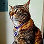 cat, tabby, pet, collar, indoor, feline, fur, whiskers, green_eyes, portrait, animal, sitting, close_up, domestic_cat, cute, alert, tag, purple_collar, side_view, house