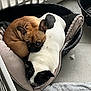 dog, french_bulldog, pet, bed, sleeping, snuggling, cozy, animal, cute, brown_dog, white_dog, indoor, resting, companion, paw, ears, fur, close_up, cute_pets, floor