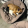 dog, pet_bed, snuggling, brown_dog, white_dog, indoor, floor, tile_floor, fence, resting, cute, animal, companion, friendship, cozy, fur, ears, face, sleepy, paw