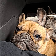 Vanille participe au concours pour gagner de l'argent avec cette photo : dog, french_bulldog, pet, animal, close_up, resting, face, ears, black_clothing, car_interior, companion, cute, snout, wrinkles, two_dogs, indoor, cozy, portrait, brown, black