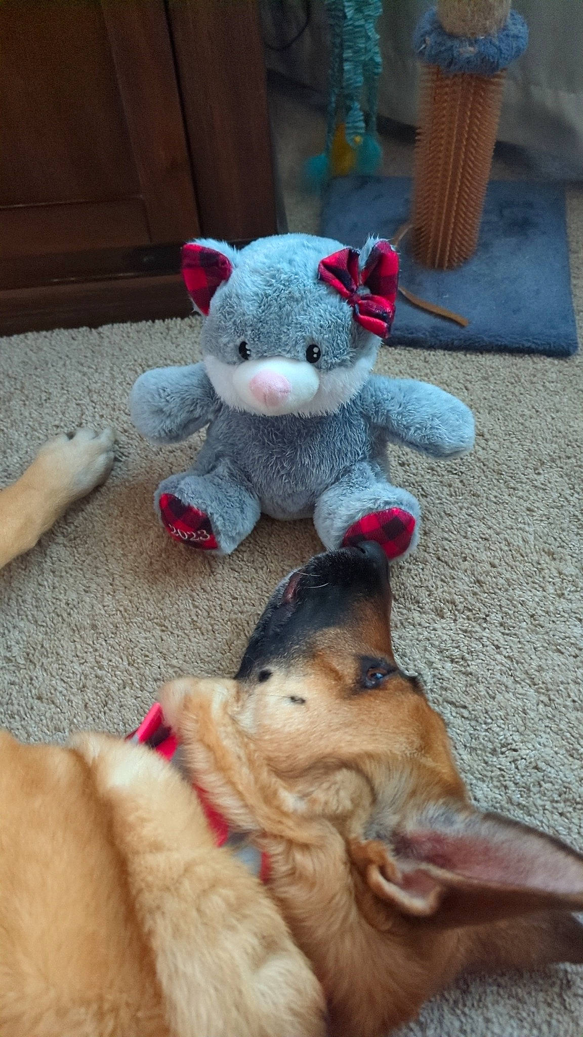 Mia is registered to the contest to win money with this photo: blue, carnivore, comfort, companion_dog, dog, dog_breed, fawn, flooring, foot, fur, leash, paw, plush, room, stuffed_toy, tail, textile, toy, wool, working_animal