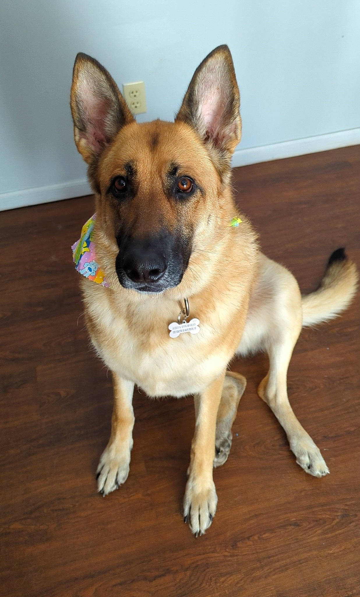 Mia joined the competition — help win amazing prizes! canidae, carnivore, collar, companion_dog, dog, dog_breed, door, eye, fawn, flooring, fur, hardwood, head, human_body, jaw, snout, sporting_group, whiskers, wood, working_animal