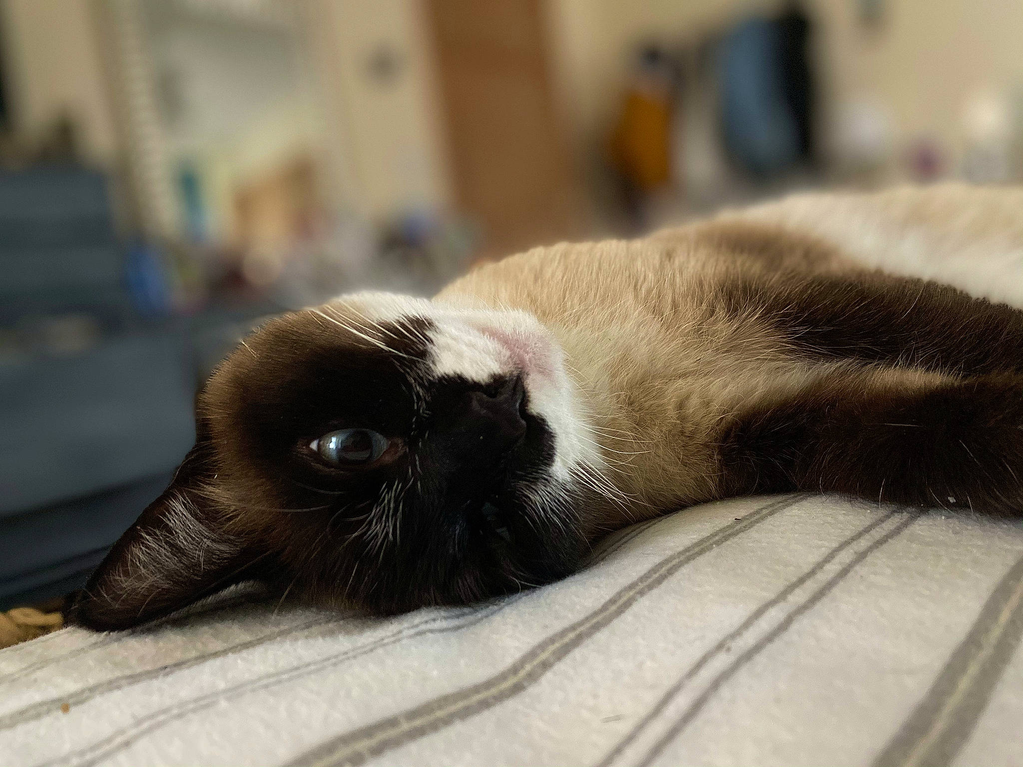 Stickey joined the competition — help win amazing prizes! carnivore, cat, claw, comfort, dog_breed, fawn, felidae, fur, grey, nap, small_to_medium_sized_cats, snout, sporting_group, terrestrial_animal, whiskers