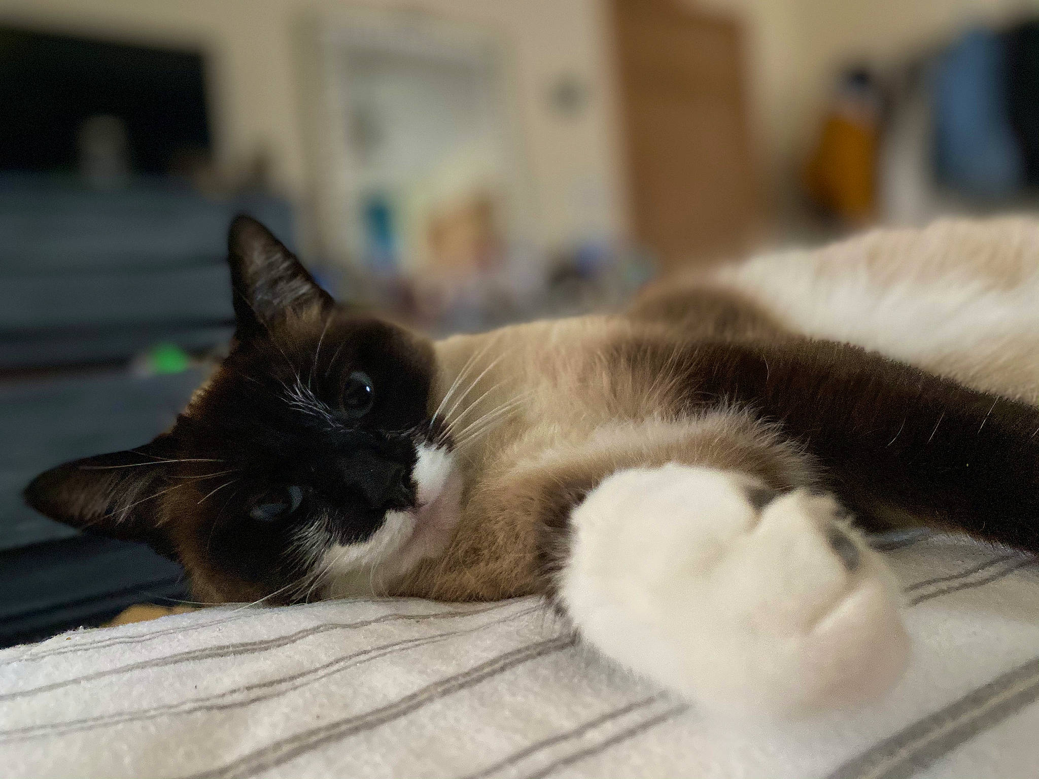 Stickey is registered to the contest to win money with this photo: carnivore, cat, claw, comfort, domestic_short_haired_cat, fawn, felidae, flooring, fur, grey, nap, paw, siamese, small_to_medium_sized_cats, snout, tail, thai, whiskers, window