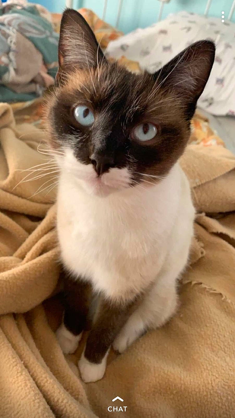 Stickey joined the competition — help win amazing prizes! carnivore, cat, comfort, domestic_short_haired_cat, felidae, fur, iris, linens, paw, siamese, small_to_medium_sized_cats, snout, tail, thai, whiskers