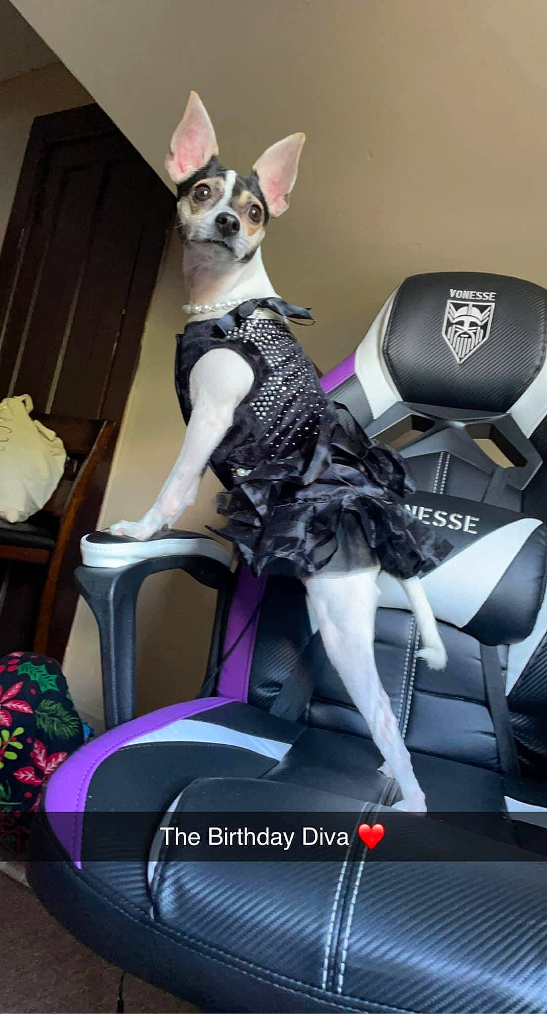 Fiona Anastasia Bia joined the competition — help win amazing prizes! carnivore, chair, chihuahua, companion_dog, dog, dog_breed, dog_supply, event, fashion_design, fawn, fictional_character, fur, hat, magenta, party_hat, pink, purple, sitting, toy_dog, whiskers