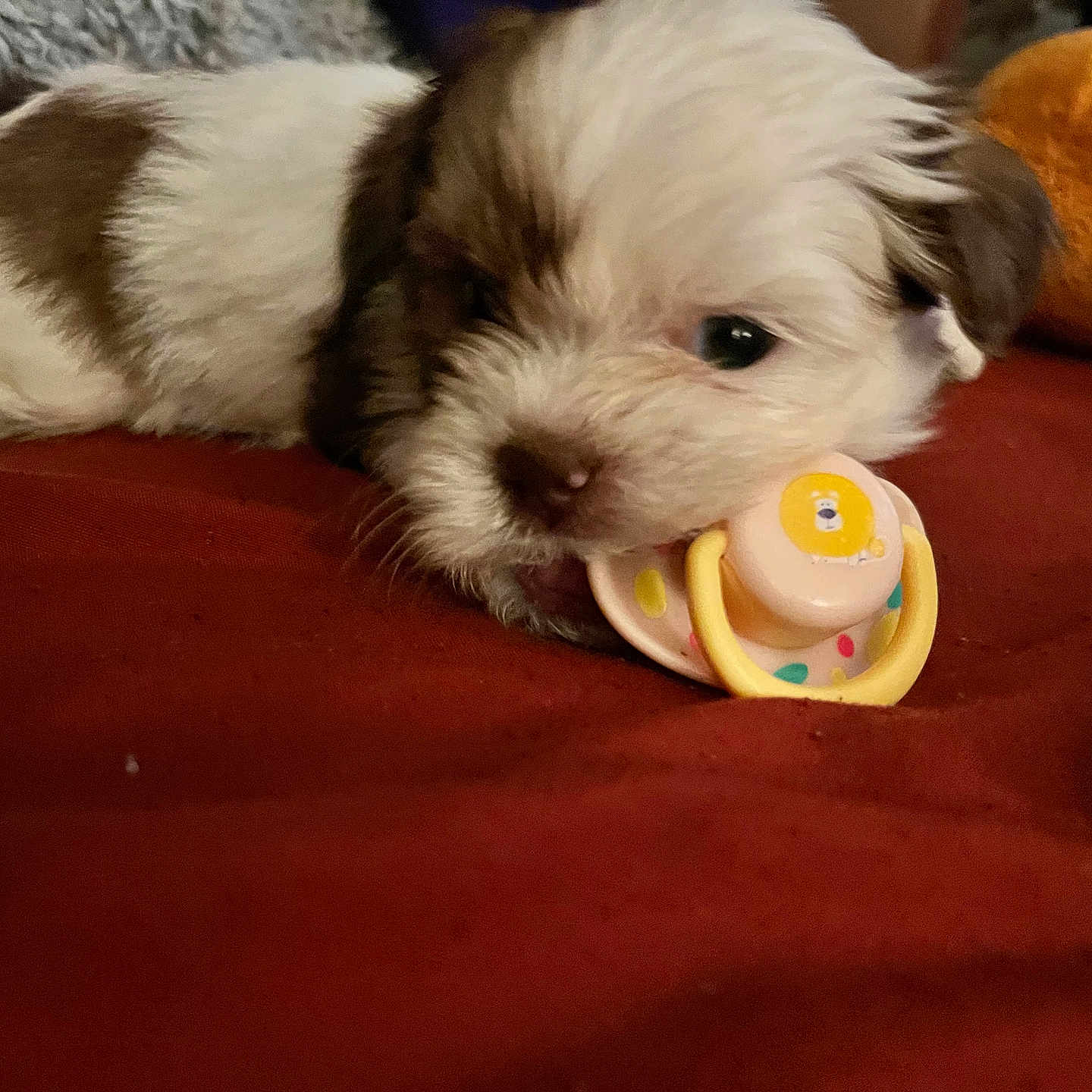 Jlynn is registered to the contest to win money with this photo: animal, bread, canine, cockerspaniel, couch, cream, dessert, dog, eskimodog, food, furniture, hound, person, pet, poodle, puppy, sleeping, terrier, toy, whitedog