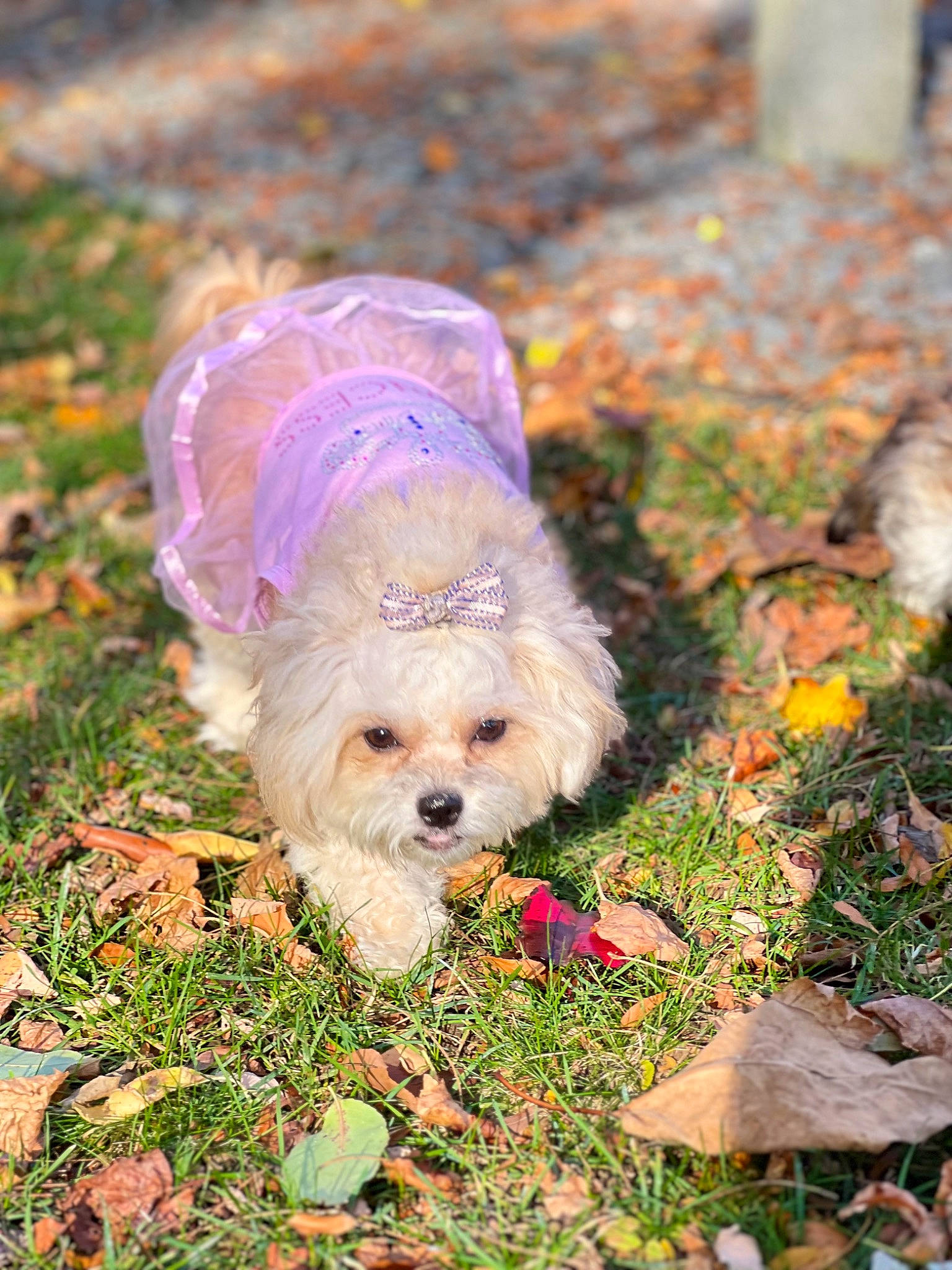 Ella joined the competition — help win amazing prizes! canidae, carnivore, companion_dog, dog, dog_breed, dog_clothes, dog_supply, fawn, fur, grass, maltepoo, plant, poodle_crossbreed, small_terrier, snout, soil, sporting_group, terrier, toy_dog, water_dog