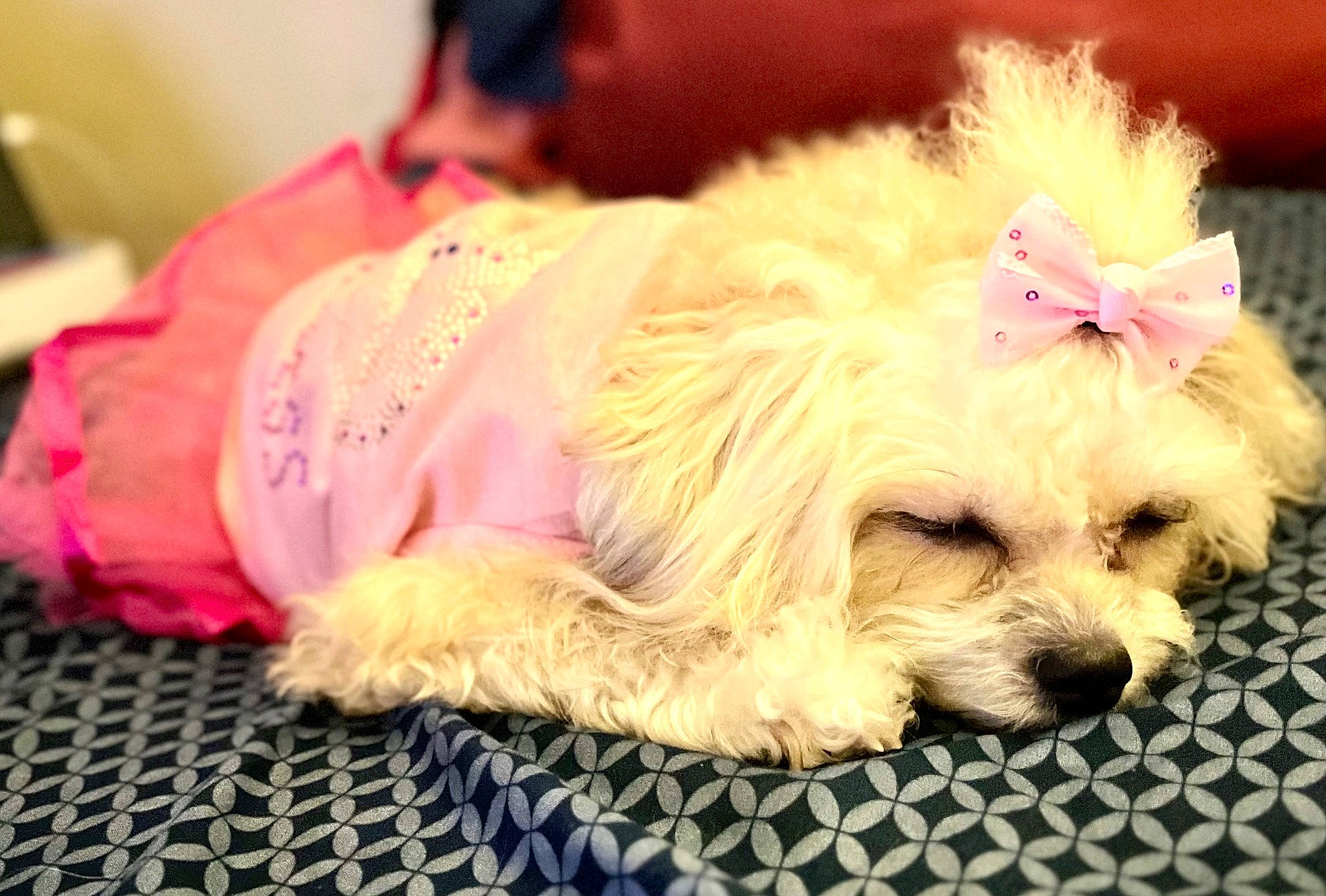 Ella is registered to the contest to win money with this photo: canidae, carnivore, companion_dog, dog, dog_breed, dog_clothes, dog_supply, fawn, fur, glasses, puppy_love, small_terrier, snout, sporting_group, sunglasses, terrier, toy, toy_dog, working_animal, yorkipoo