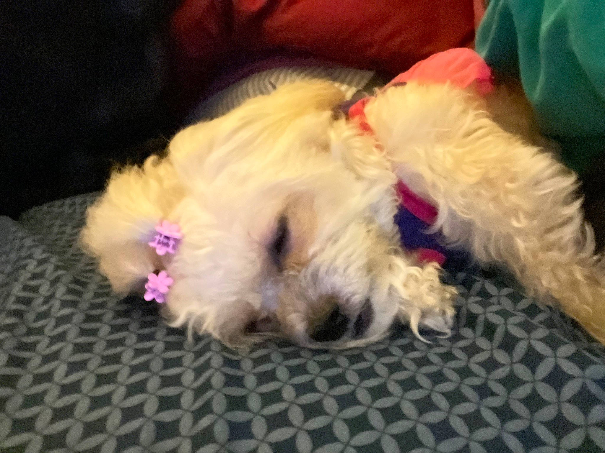 Ella joined the competition — help win amazing prizes! canidae, carnivore, cloud, cockapoo, companion_dog, dog, dog_breed, dog_supply, fur, labradoodle, liver, puppy_love, small_terrier, snout, sporting_group, terrier, toy, toy_dog, whiskers, yorkipoo