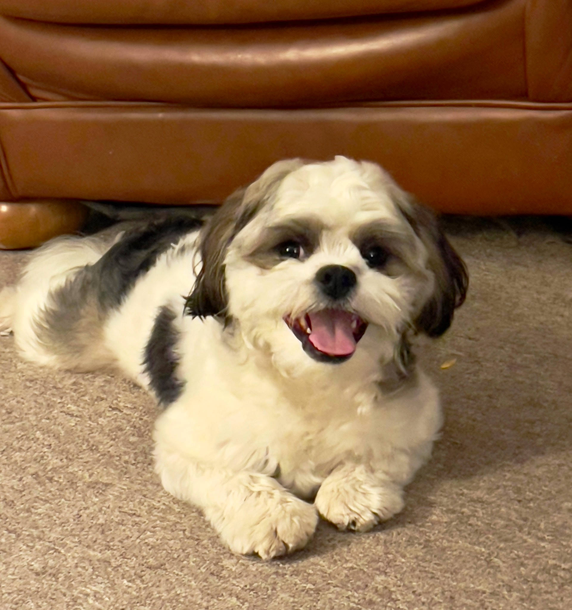 Duke is registered to the contest to win money with this photo: carnivore, comfort, companion_dog, couch, dog, dog_breed, flooring, fur, liver, mal_shi, maltepoo, natural_material, non_sporting_group, plant, shih_poo, shih_tzu, snout, sporting_group, toy_dog, working_animal