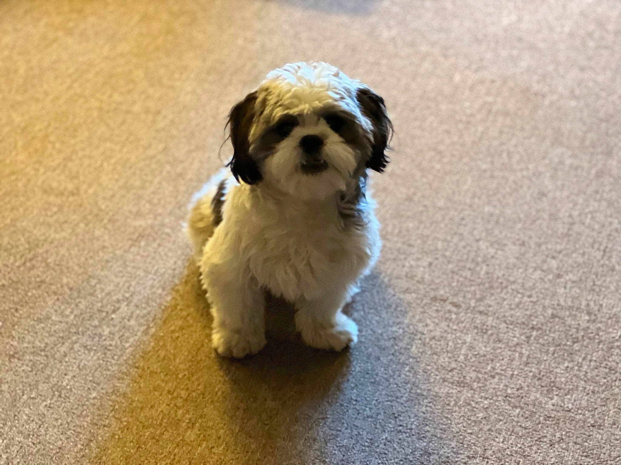 Duke is registered to the contest to win money with this photo: canidae, carnivore, companion_dog, dog, dog_breed, fawn, flooring, fur, hardwood, liver, mal_shi, maltepoo, shih_tzu, small_terrier, snout, sporting_group, tail, terrier, toy_dog, working_animal