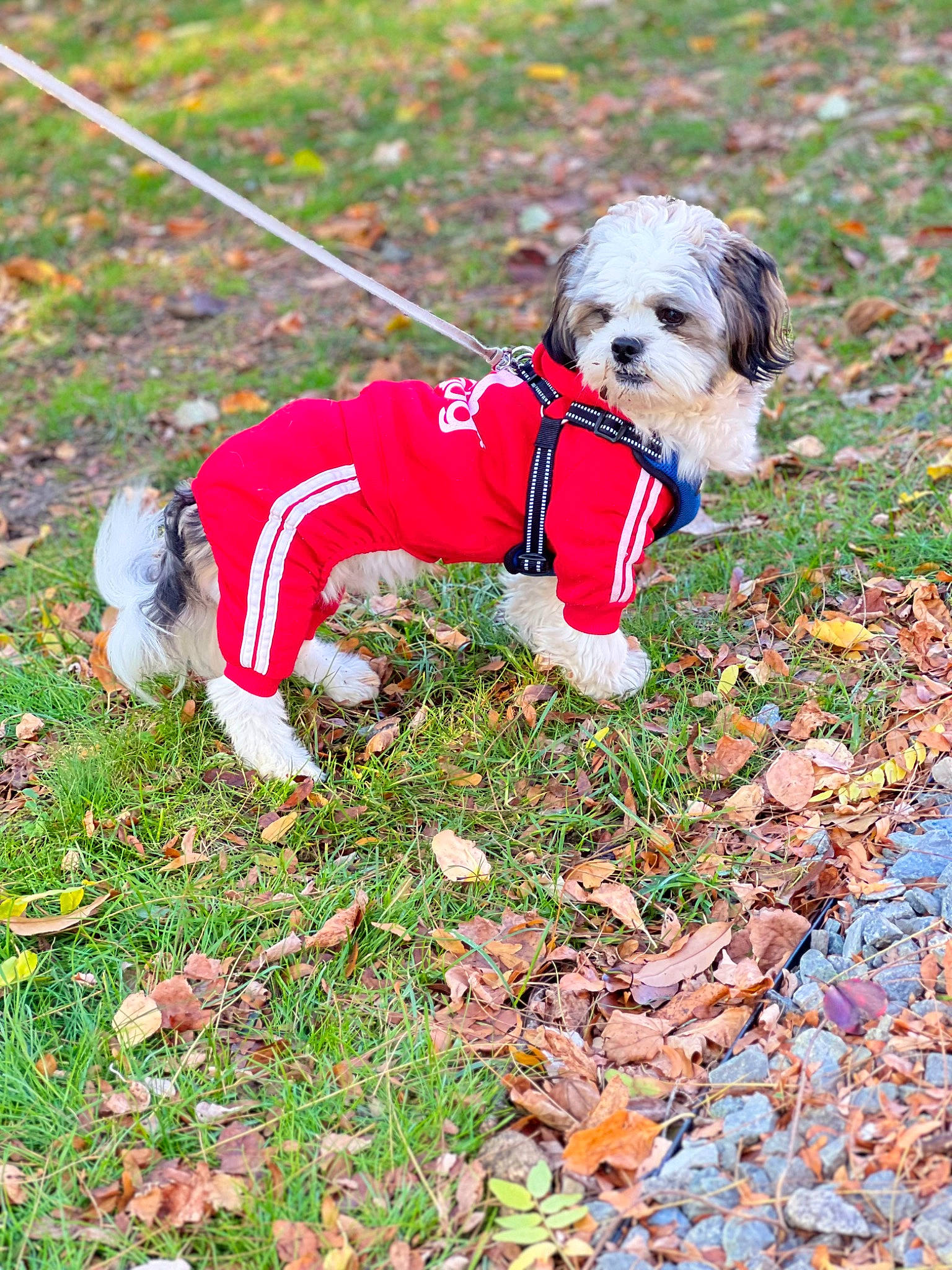 Duke is registered to the contest to win money with this photo: canidae, carnivore, collar, companion_dog, dog, dog_breed, dog_clothes, dog_collar, dog_supply, fawn, grass, leash, mammal, pet_supply, small_terrier, tail, terrier, toy, toy_dog, working_animal