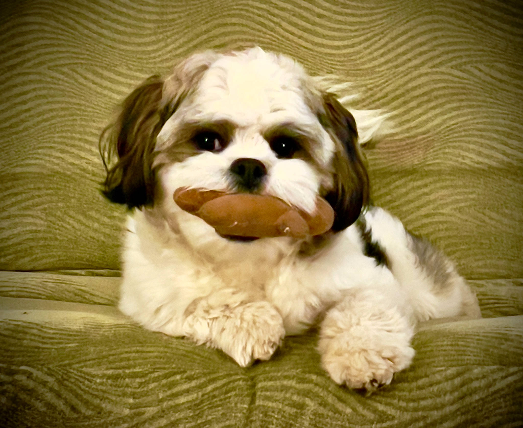 Duke is registered to the contest to win money with this photo: canidae, carnivore, companion_dog, dog, dog_breed, dog_supply, fur, head, liver, mal_shi, maltepoo, puppy_love, shih_tzu, small_terrier, snout, spaniel, sporting_group, terrier, toy_dog, working_animal