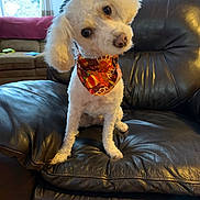 Molly is registered to the contest to win money with this photo: dog, white_dog, small_dog, fluffy, curly_fur, bandana, colorful_bandana, head_tilt, sitting, pet, companion_animal, portrait, indoors, living_room, leather_chair, recliner, couch, window, sunlight, home_decor