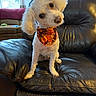 dog, white_dog, small_dog, fluffy, curly_fur, bandana, colorful_bandana, head_tilt, sitting, pet, companion_animal, portrait, indoors, living_room, leather_chair, recliner, couch, window, sunlight, home_decor