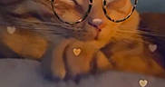 Oliver is registered to the contest to win money with this photo: animal, bear_ears, cat, close_up, communication, cute, digital_overlay, face_filter, filter, fun, glasses, heart_effects, indoor, orange_cat, person, pet, portrait, resting_cat, technology, video_call