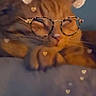 animal, bear_ears, cat, close_up, communication, cute, digital_overlay, face_filter, filter, fun, glasses, heart_effects, indoor, orange_cat, person, pet, portrait, resting_cat, technology, video_call