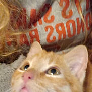 Oliver joined the competition — help win amazing prizes! animal, blurry, candid, casual, cat, close_up, ears, eyes, feline, fur, gray, indoor, looking_up, orange_tabby, person, pet, red_text, shirt, text, whiskers