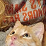 animal, blurry, candid, casual, cat, close_up, ears, eyes, feline, fur, gray, indoor, looking_up, orange_tabby, person, pet, red_text, shirt, text, whiskers