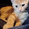 Oliver joined the competition — help win amazing prizes! animal, casual, cat, closeup, clothing, cute, ears, eyes, feline, fur, ginger_cat, hoodie, indoor, kitten, lap, person, pet, resting, whiskers, young