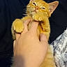 Oliver is registered to the contest to win money with this photo: animal, blanket, cat, comfort, cozy, cute, feline, fur, hand, human_hand, indoor, kitten, orange_cat, paw, pet, pink_paw_pads, resting, sleepy, soft, touch