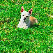 Jelly Bean joined the competition — help win amazing prizes! dog, grass, outdoor, pet, animal, sunlight, fence, greenery, canine, small_dog, ears, resting, nature, yard, summer, daylight, mammal, cute, sitting, relaxed