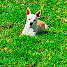 dog, grass, outdoor, pet, animal, sunlight, fence, greenery, canine, small_dog, ears, resting, nature, yard, summer, daylight, mammal, cute, sitting, relaxed