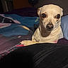 Jelly Bean is registered to the contest to win money with this photo: dog, small_dog, light_colored, pet, bed, blanket, indoor, cozy, animal, canine, fur, paw, nose, ears, curious, resting, closeup, portrait, cute, companion